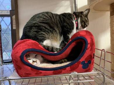 猫ベッドつぶれる