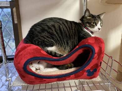 猫ベッドつぶれる