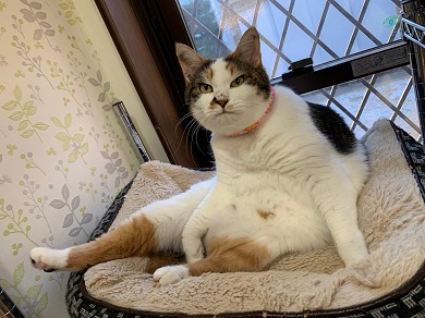 猫ベッドつぶれる