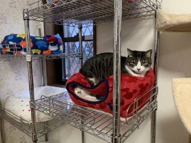 猫ベッドつぶれる