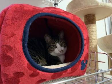 猫ベッドつぶれる