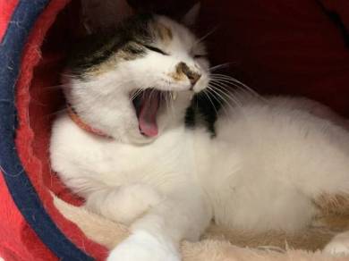 猫ベッドつぶれる