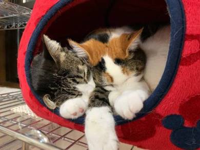 猫ベッドつぶれる