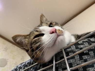 猫ベッドつぶれる