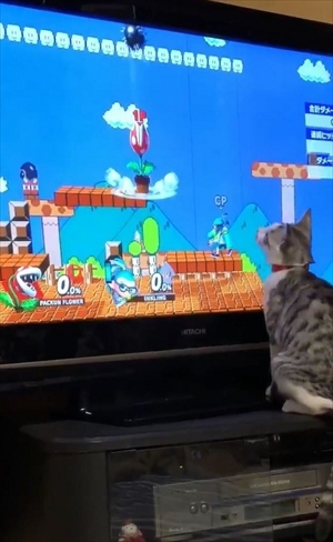 パックンフラワーで遊ぶ猫