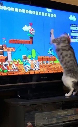 パックンフラワーで遊ぶ猫