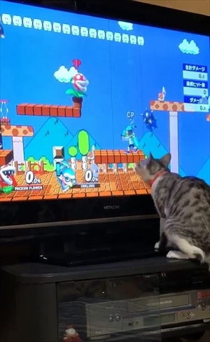 パックンフラワーで遊ぶ猫