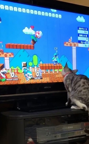 パックンフラワーで遊ぶ猫