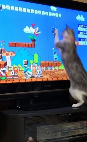 パックンフラワーで遊ぶ猫