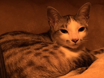 パックンフラワーで遊ぶ猫