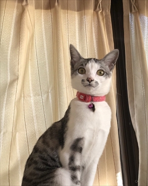 パックンフラワーで遊ぶ猫