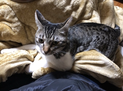 パックンフラワーで遊ぶ猫