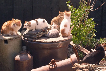 ねことじいちゃん