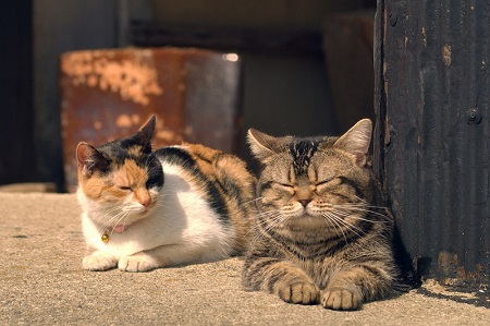 ねことじいちゃん