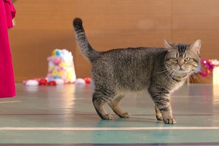 ねことじいちゃん