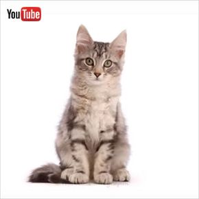 子猫のタイムラプス動画