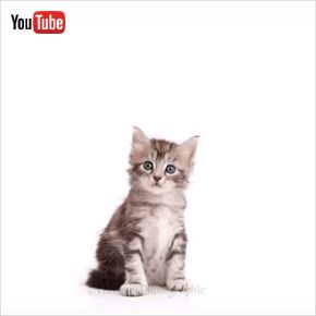 子猫のタイムラプス動画