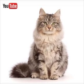 子猫のタイムラプス動画