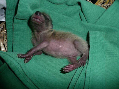 オレオ君小さい頃