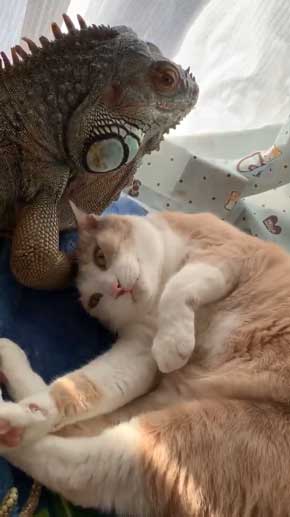イグアナ 猫 交流 なでてほしそう すれ違い