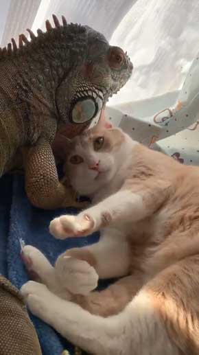 イグアナ 猫 交流 なでてほしそう すれ違い