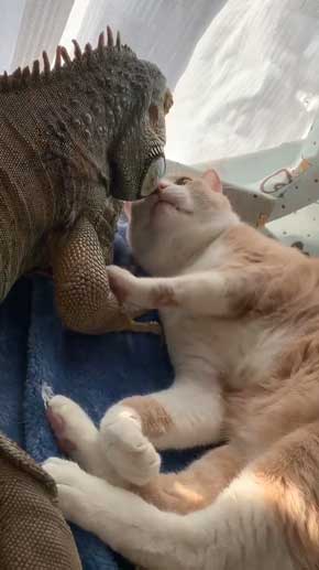 イグアナ 猫 交流 なでてほしそう すれ違い
