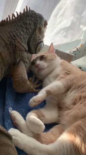 イグアナ 猫 交流 なでてほしそう すれ違い