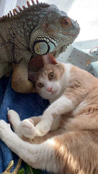 イグアナ 猫 交流 なでてほしそう すれ違い