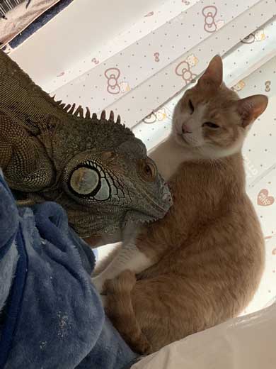 イグアナ 猫 交流 なでてほしそう すれ違い