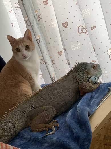 イグアナ 猫 交流 なでてほしそう すれ違い