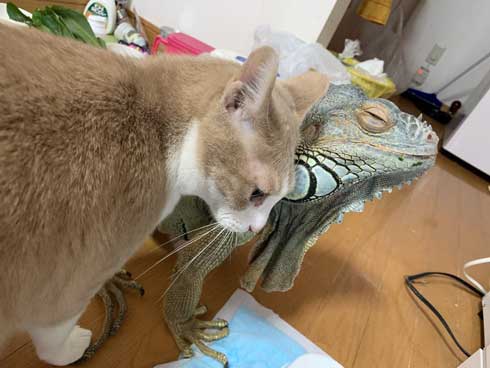 イグアナ 猫 交流 なでてほしそう すれ違い