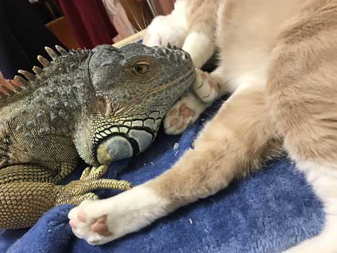 イグアナ 猫 交流 なでてほしそう すれ違い