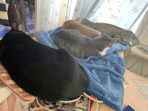 イグアナ 猫 交流 なでてほしそう すれ違い