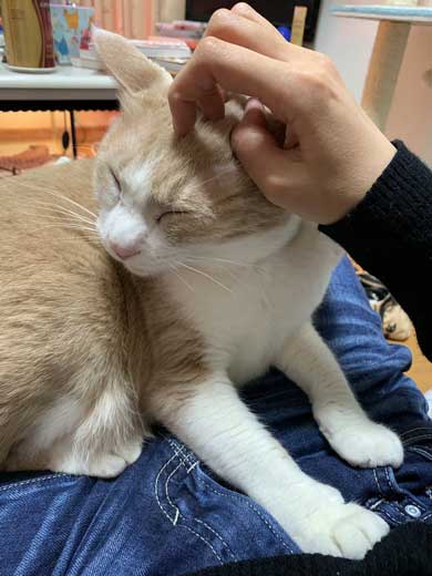 イグアナ 猫 交流 なでてほしそう すれ違い