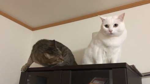 猫 パンチ 叱咤激励 ビックリ 驚き 瀬戸口みづき