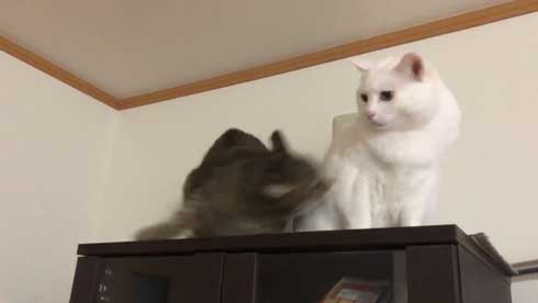 猫 パンチ 叱咤激励 ビックリ 驚き 瀬戸口みづき