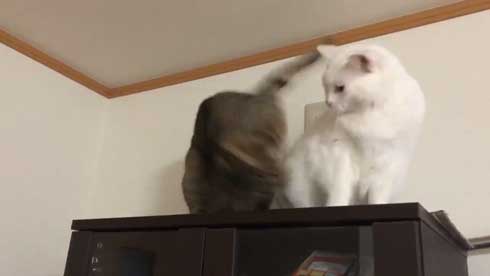 猫 パンチ 叱咤激励 ビックリ 驚き 瀬戸口みづき