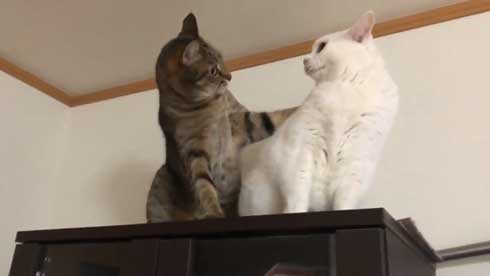 猫 パンチ 叱咤激励 ビックリ 驚き 瀬戸口みづき