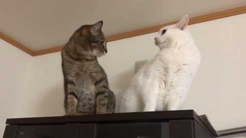 猫 パンチ 叱咤激励 ビックリ 驚き 瀬戸口みづき