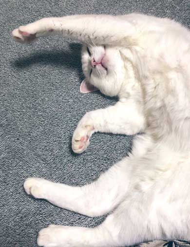 猫 パンチ 叱咤激励 ビックリ 驚き 瀬戸口みづき