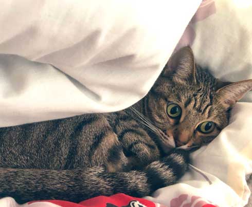 猫 パンチ 叱咤激励 ビックリ 驚き 瀬戸口みづき