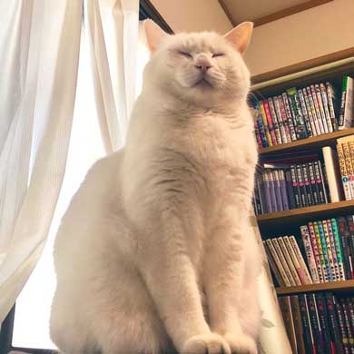 猫 パンチ 叱咤激励 ビックリ 驚き 瀬戸口みづき