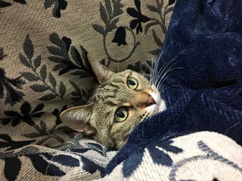 猫 パンチ 叱咤激励 ビックリ 驚き 瀬戸口みづき