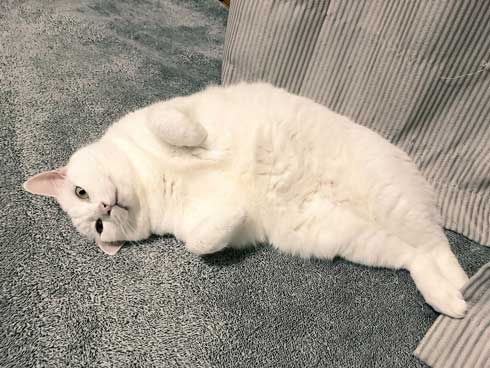 猫 パンチ 叱咤激励 ビックリ 驚き 瀬戸口みづき