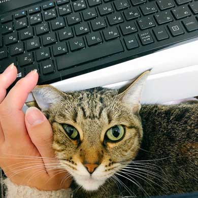 猫 パンチ 叱咤激励 ビックリ 驚き 瀬戸口みづき