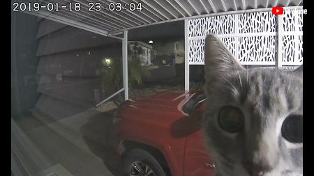 Cat Plays Peek A Boo with Security Camera