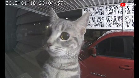 Cat Plays Peek A Boo with Security Camera