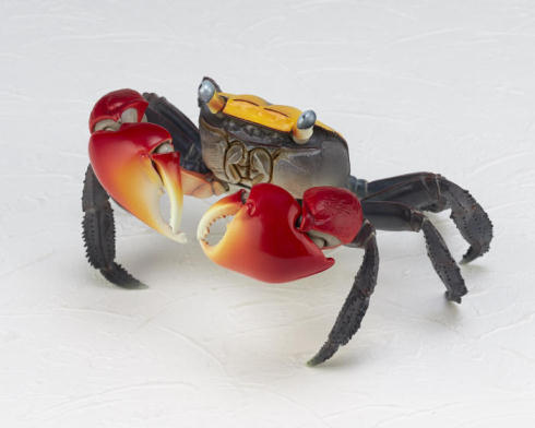 アカテガニ01