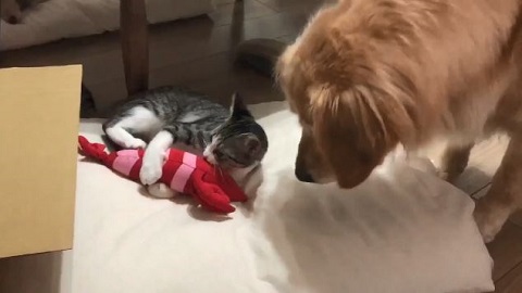 ゴールデンとねこ