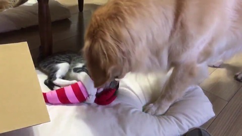 ゴールデンレトリバー 猫 交流